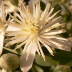 fleurs-bach-grenoble-clématite 1